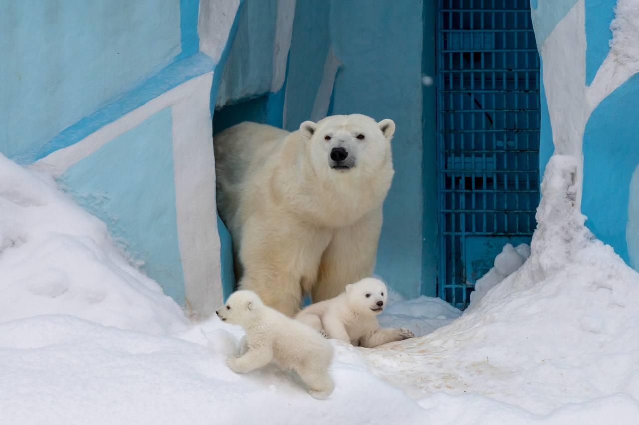 Фото Медведица Герда из Новосибирского зоопарка впервые вышла на прогулку с малышами 2